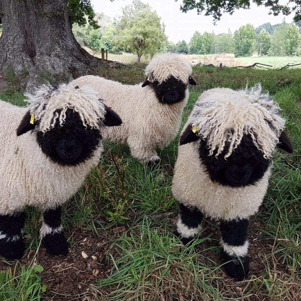 A sheep